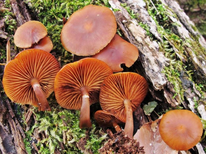 Galerina s třásněmi