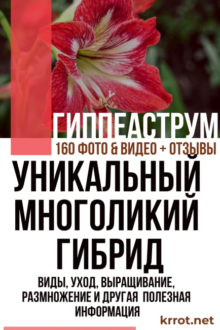 hippeastrum σπίτι