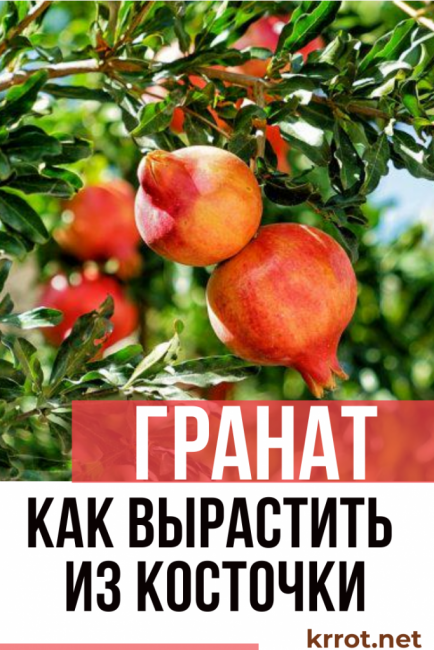 evde nar
