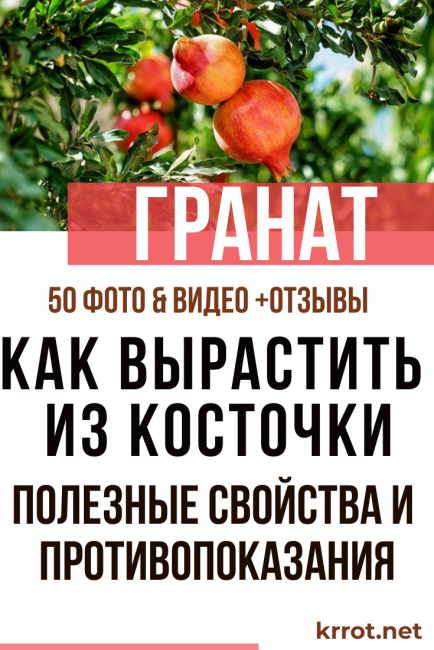 evde nar