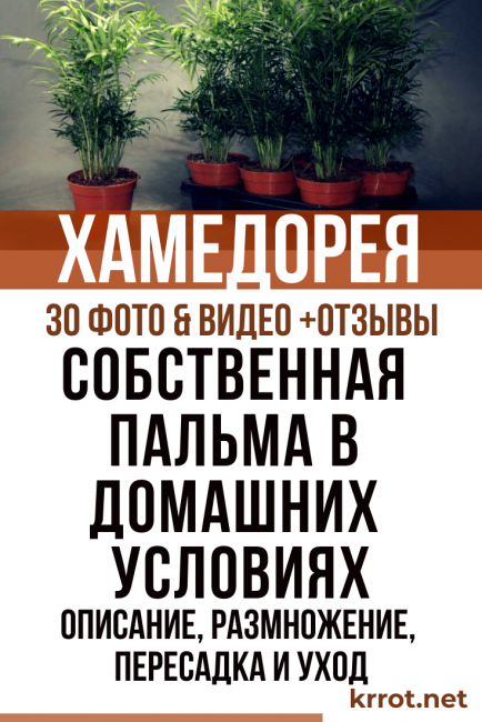 Хамедорея дом