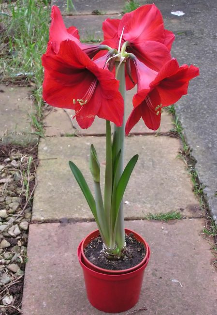 Hippeastrum σε γλάστρα του σωστού μεγέθους.