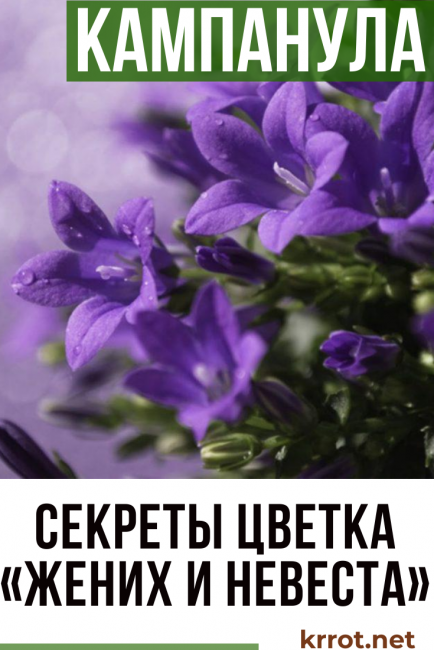 καμπανούλα κατ' οίκον φροντίδα