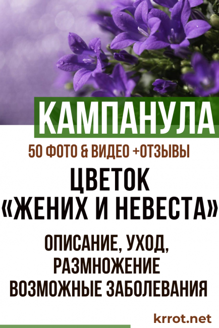 λουλούδι της νύφης και του γαμπρού