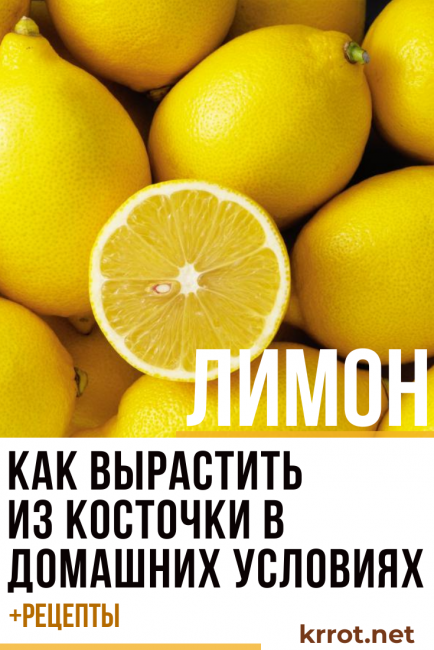 Tohumdan limon yetiştirmek