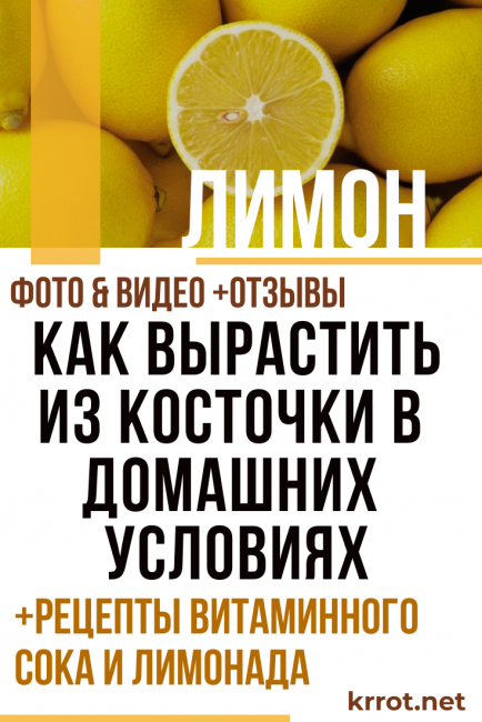 evde limon