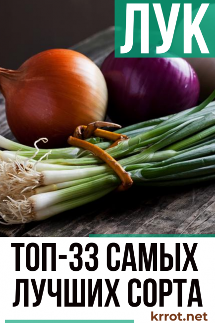 hagymafajta leírása fotó vélemények