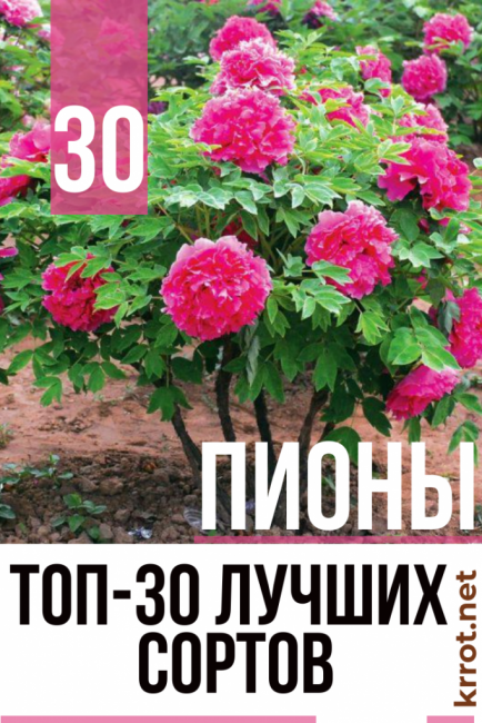 божури снимка описание рецензии