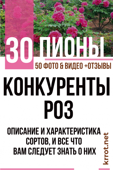 божури