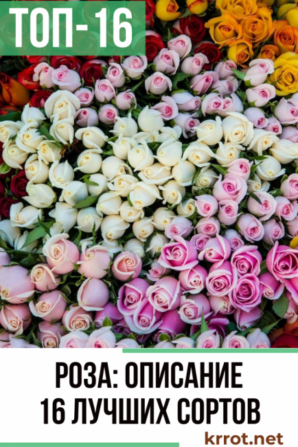 Růže: popis 16 odrůd