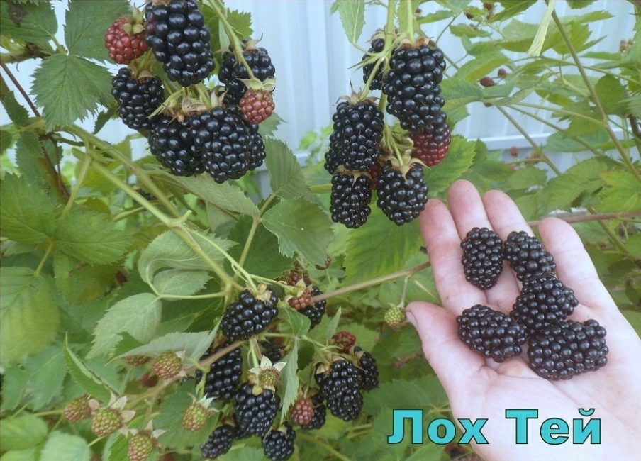 Сорт къпини Loh tey