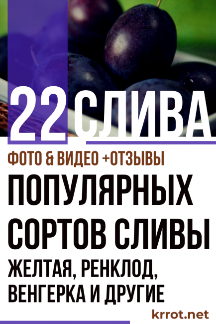 слива