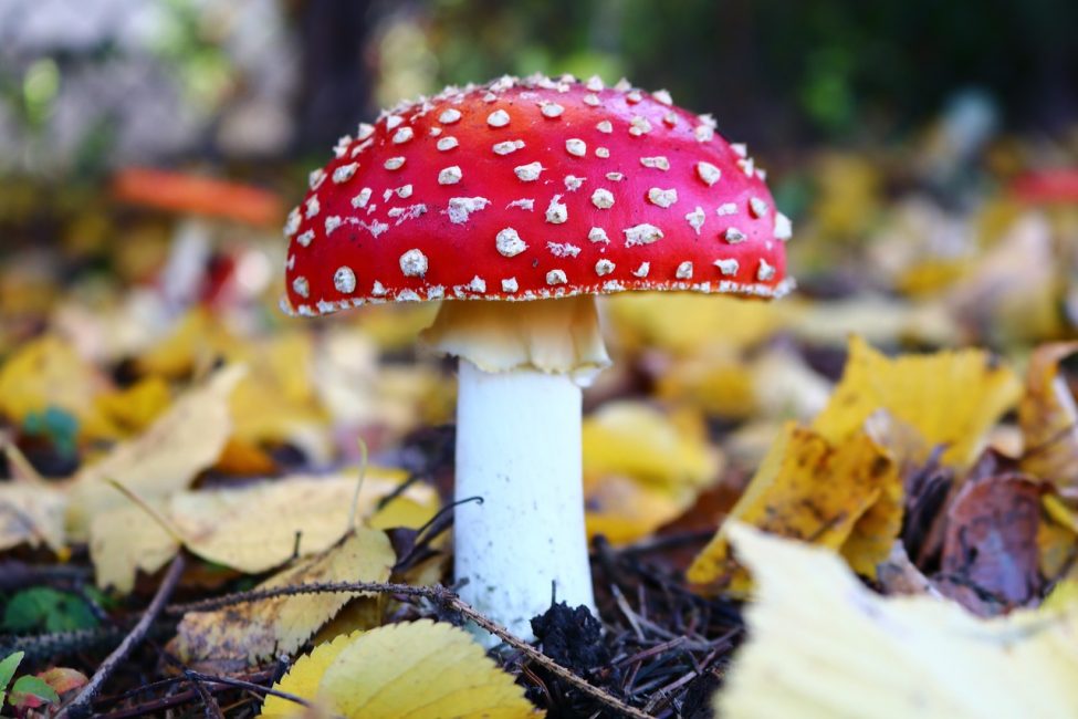 Muchomůrka (Amanita)