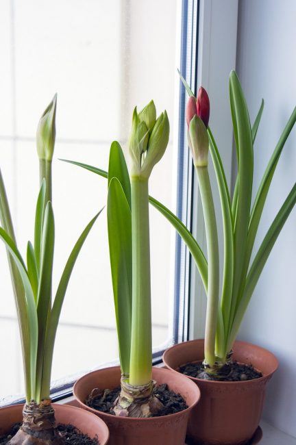 hippeastrum σπίτι στο περβάζι