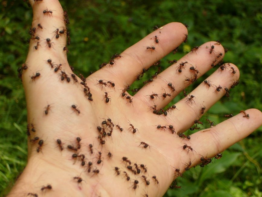 mano humana en hormigas