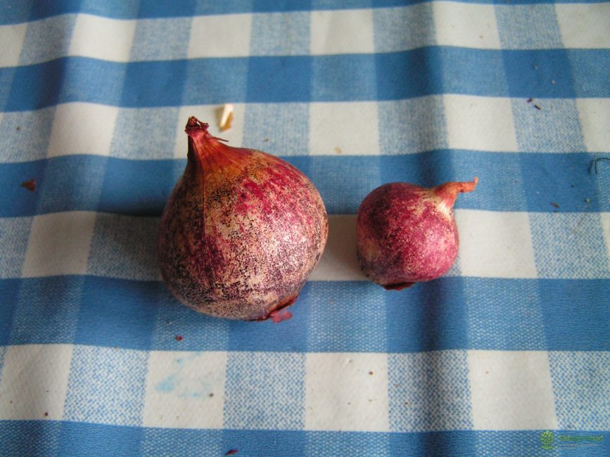 Ferapont hagymafajta
