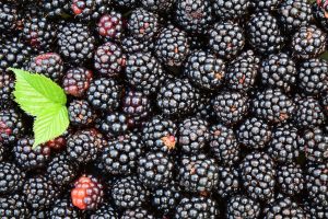 Blackberry: описание на 17-те най-добри сорта, характеристики на отглеждане, размножаване и грижи (30 снимки) + Рецензии