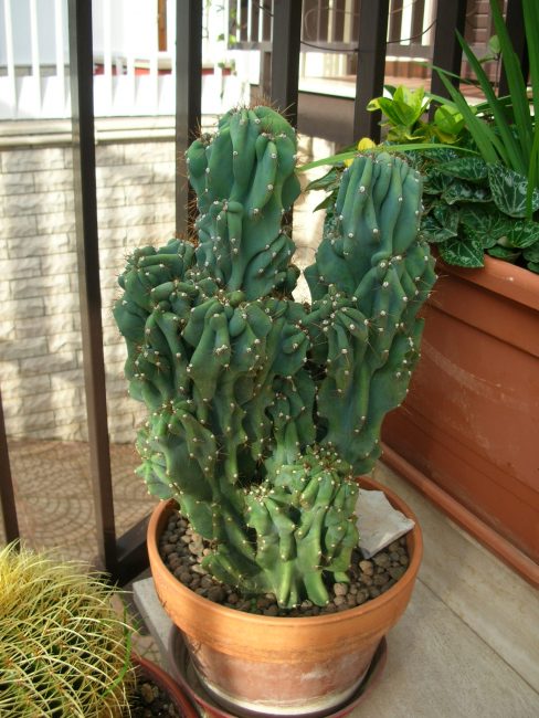 Cereus