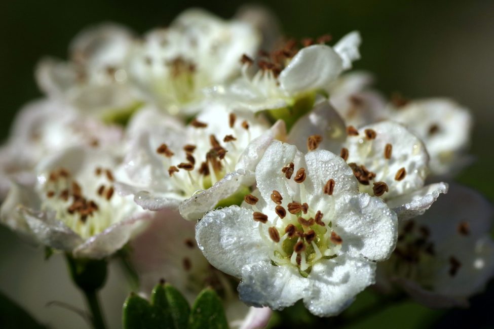 flores de espino