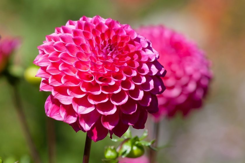 dahlia plantering och skötsel