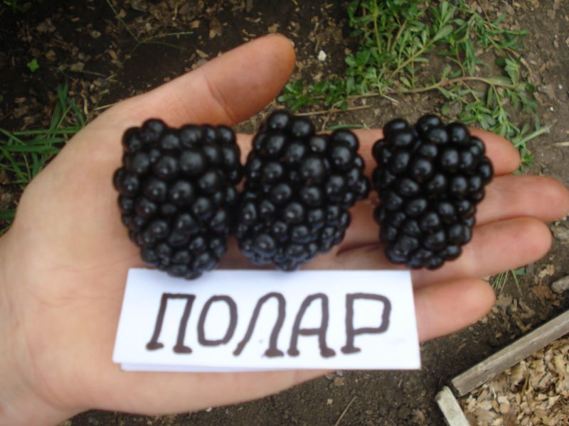 Сорт полярна къпина