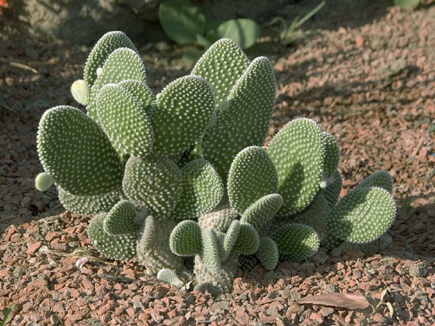 cactus de figuera