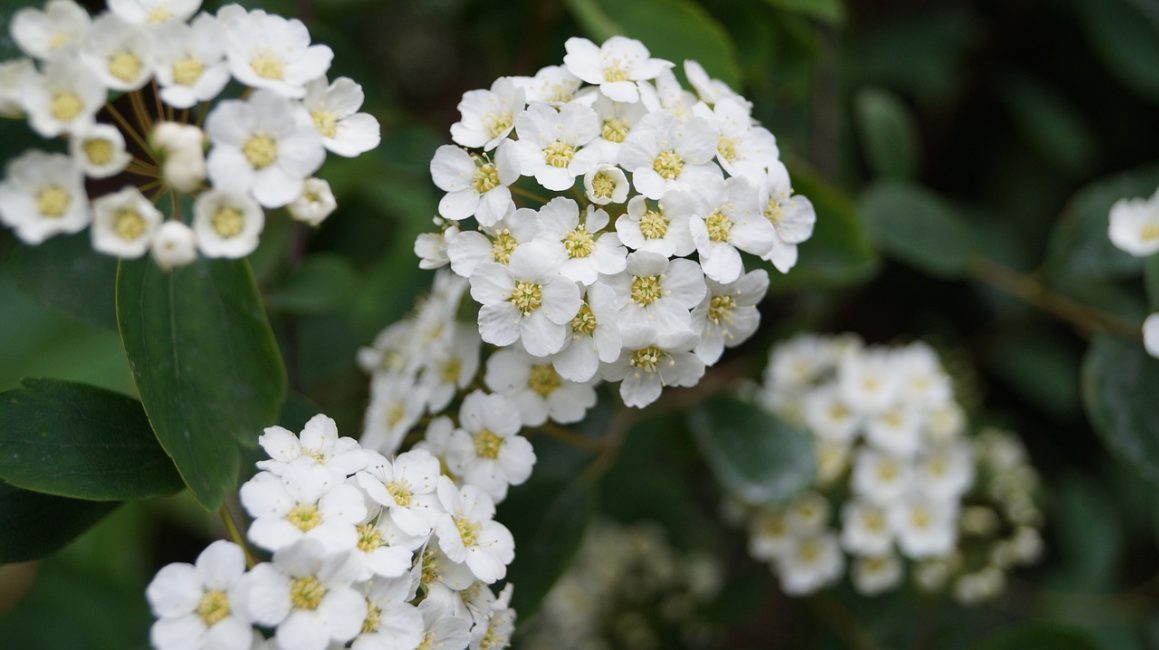 flores de espino