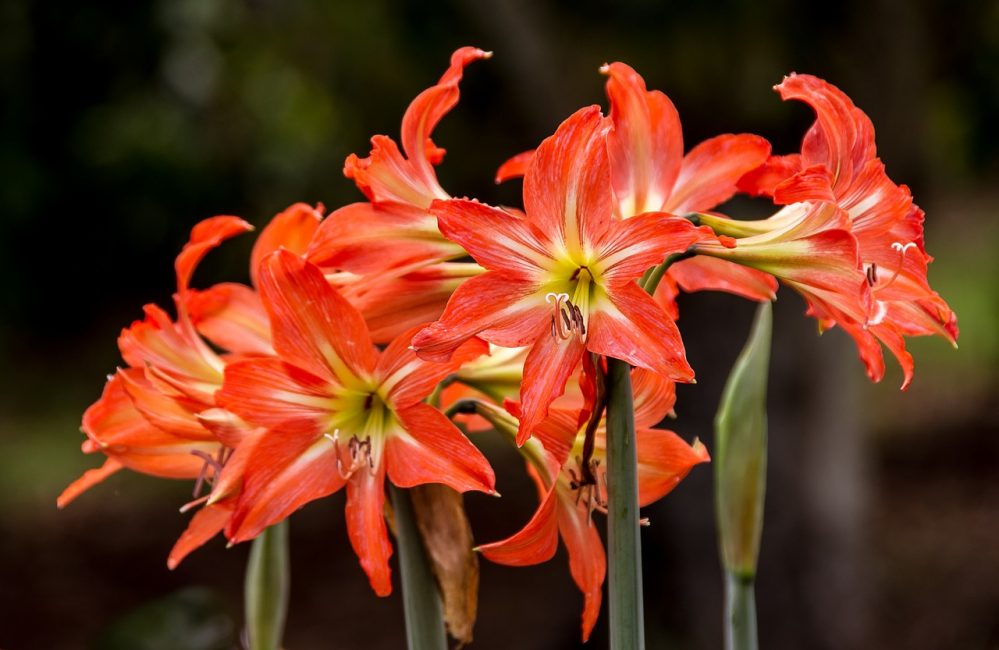 Hippeastrum, triflora