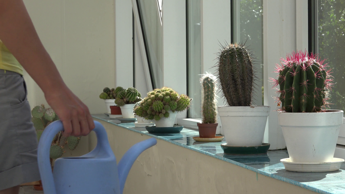 Regar un cactus amb una regadora