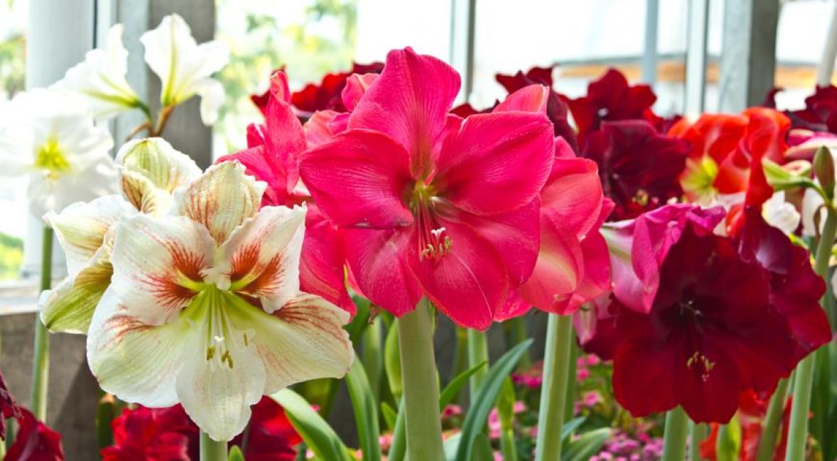 Υβρίδιο Hippeastrum