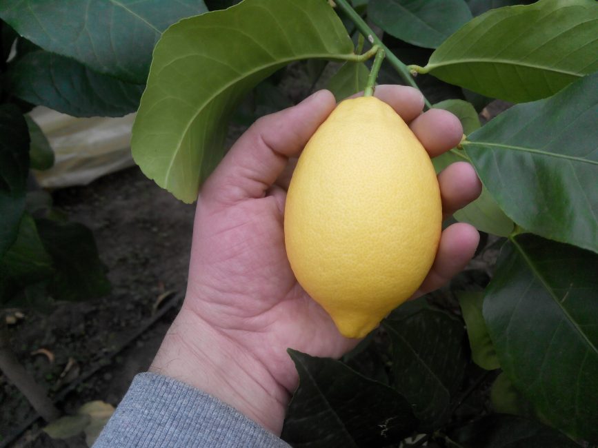 limoncello kotona
