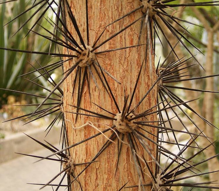 Areoles del cactus grandifolius.