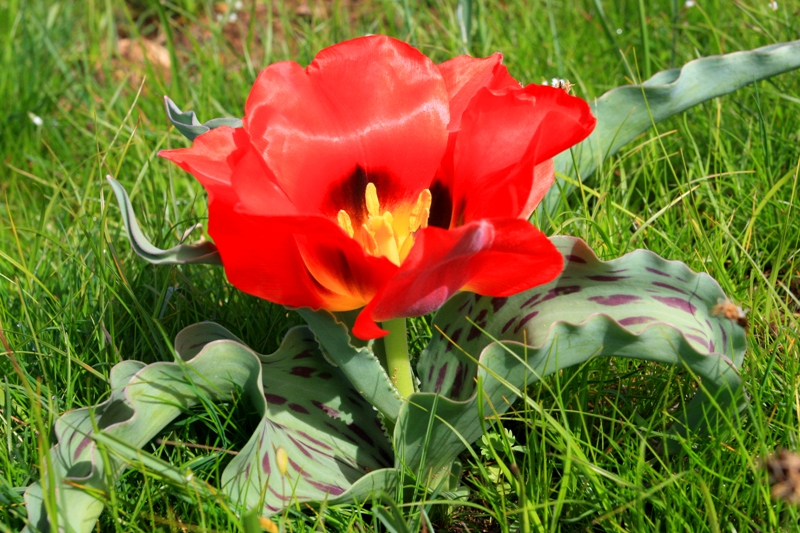 Tulip Greiga