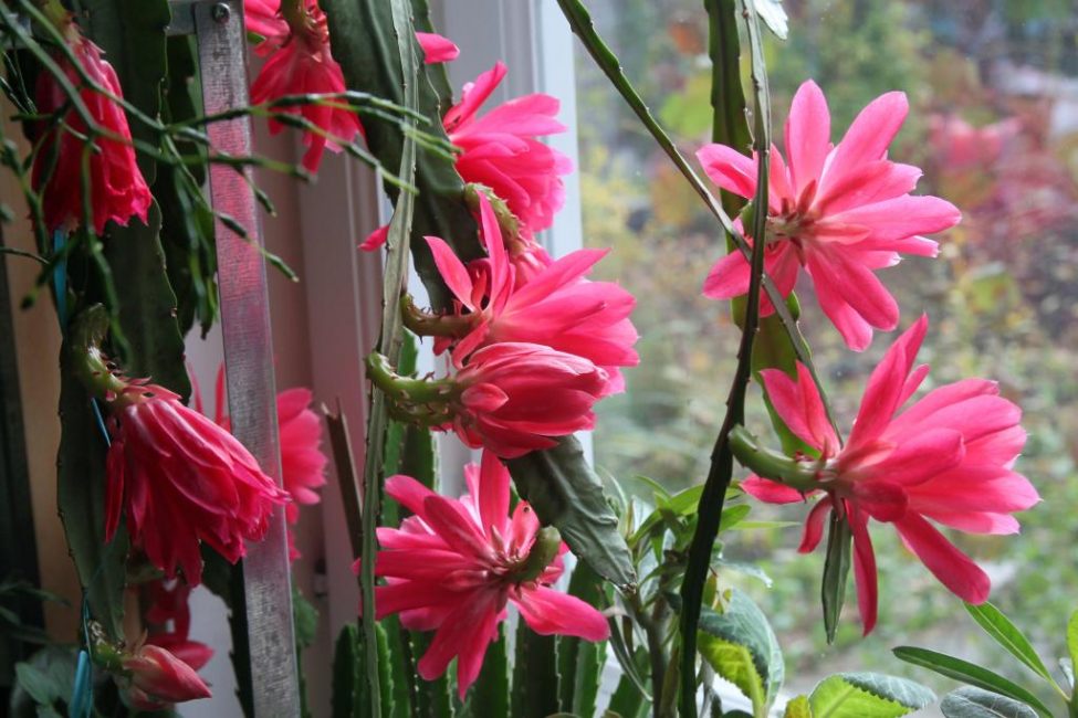 Epiphyllum de cactus del bosc amb flors.