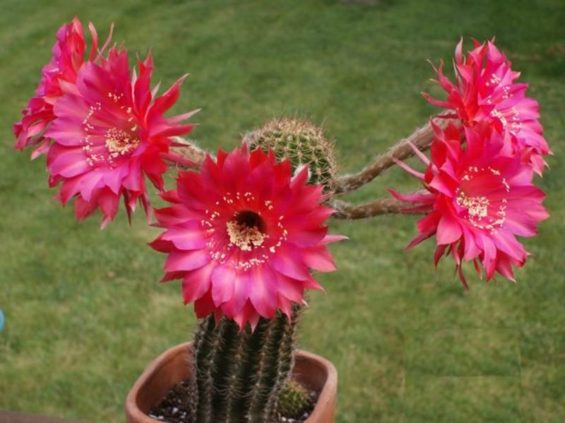 Echinopsis