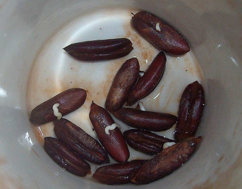 Llavors de dàtils germinades