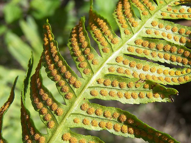 Nephrolepis saniainen sporangia