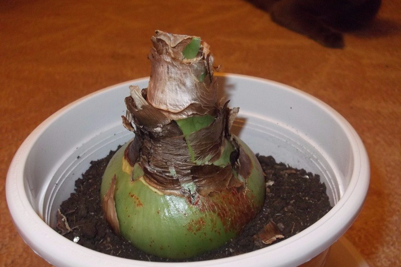 φυτεύτηκε βολβός hippeastrum