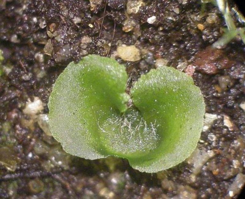 Gametofyytti tai nephrolepis saniaisen verso; koko 3-4 mm.