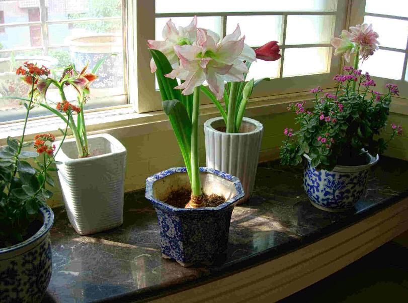 Hippeastrum σε παράθυρο με σκίαση