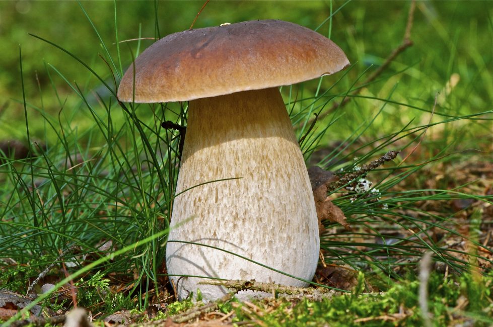 porcini