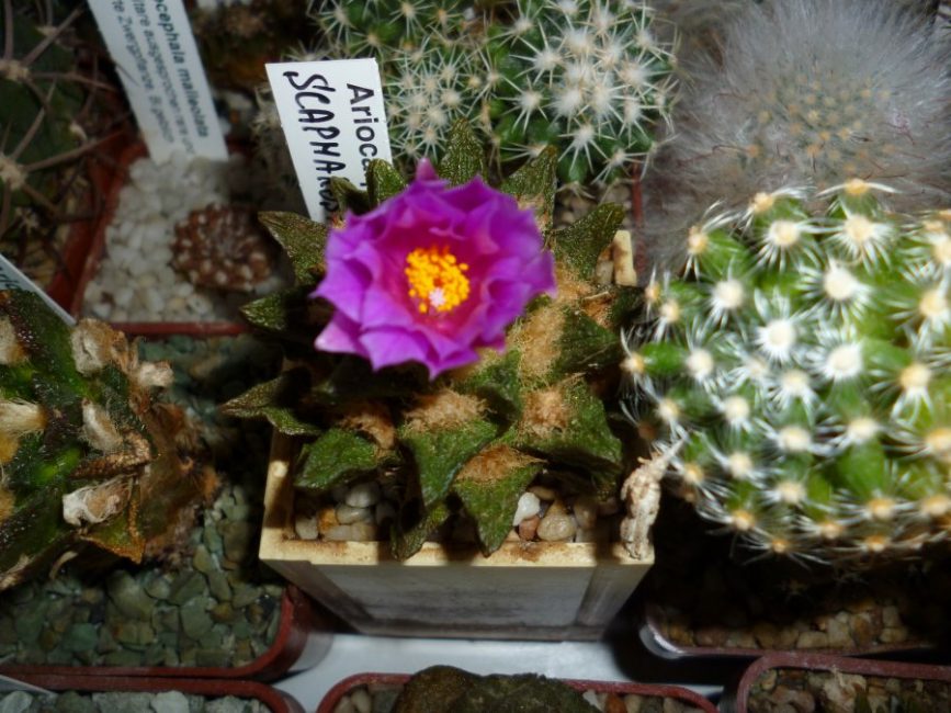  Ariocarpus en flor.
