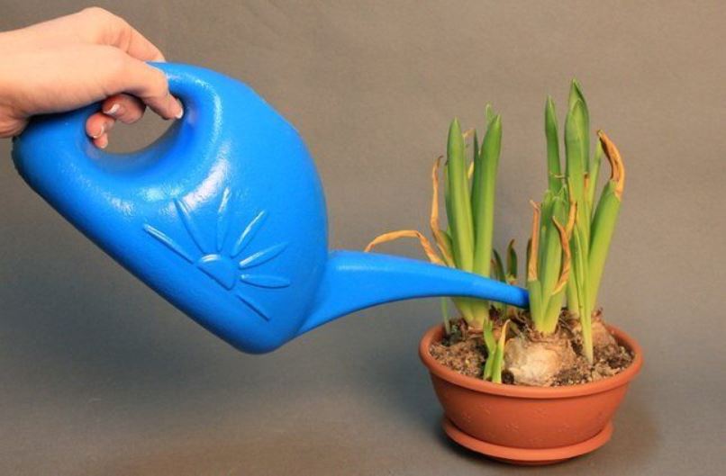 Πότισμα hippeastrum με ποτιστήρι