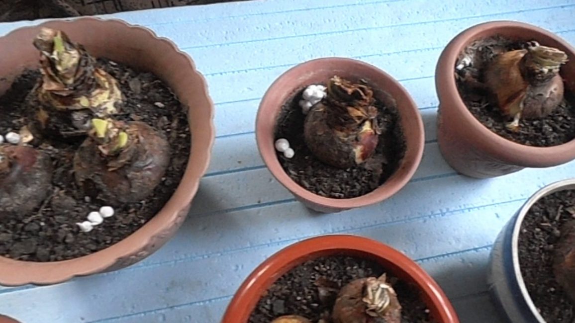 Hippeastrum σε χειμερία νάρκη