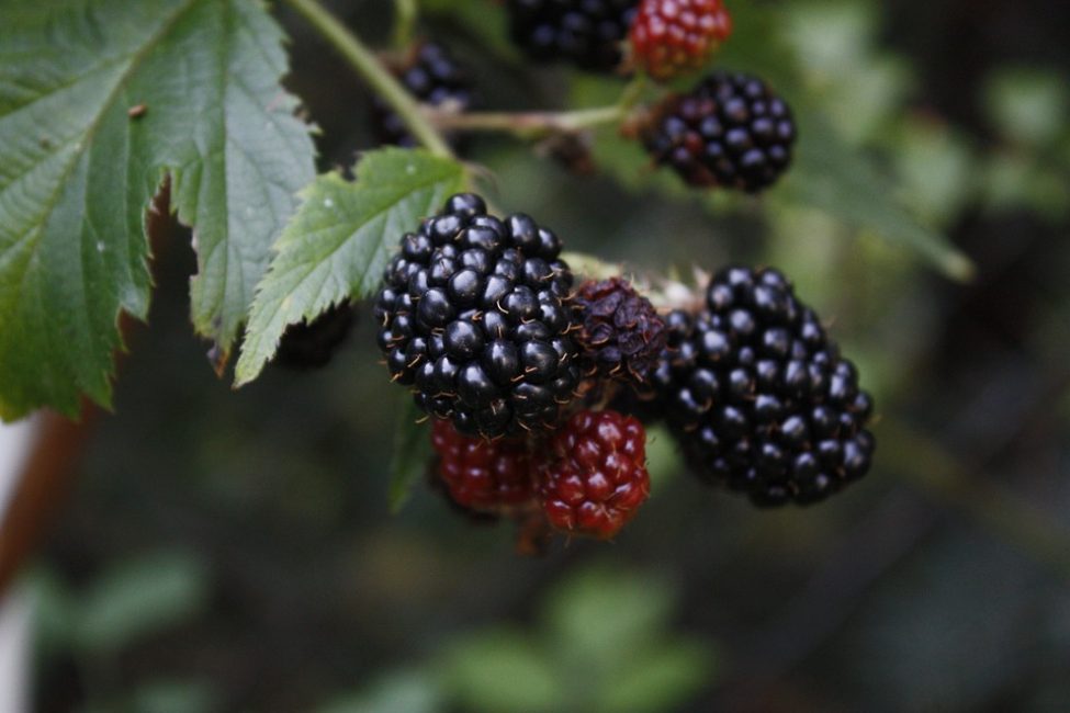 Blackberry Natchez