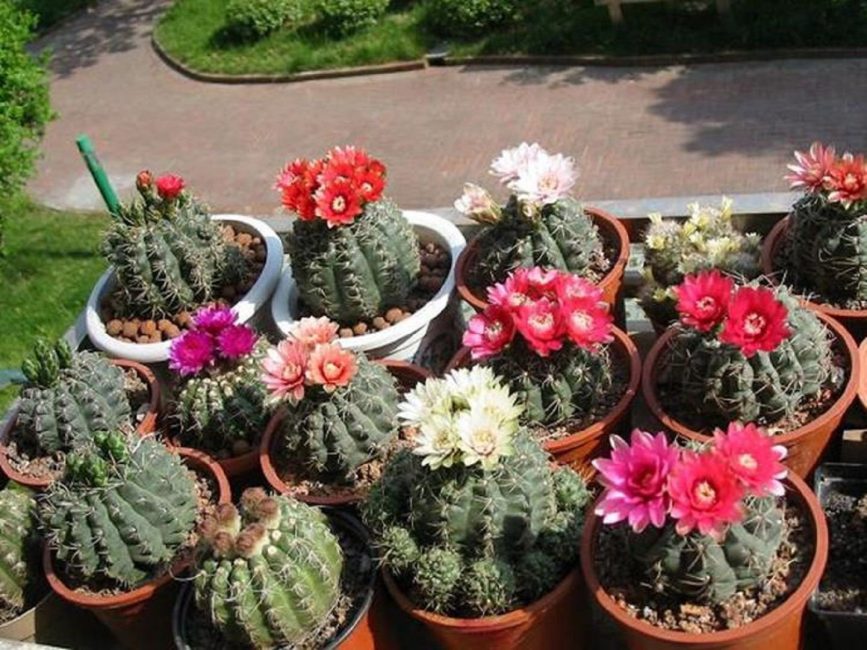 Diversos tipus d'hymnocalyciums