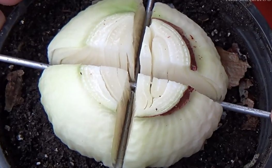 Λαμπτήρας hippeastrum σε φέτες