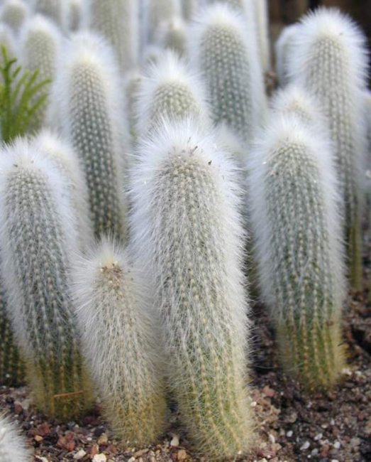 Cleistocactus 1,5 anys