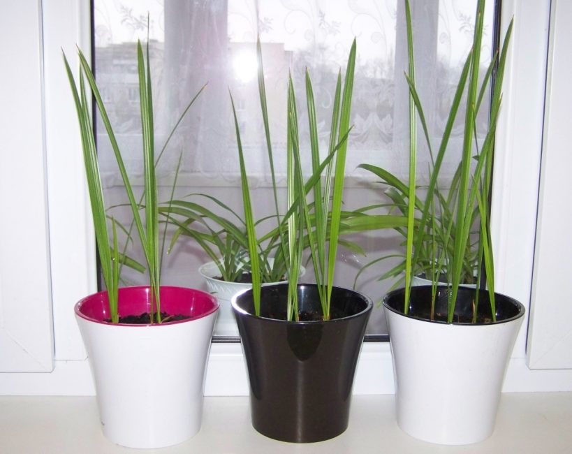 Palmera datilera en els primers anys de vida
