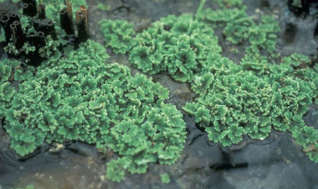 Azolla vesisaniainen